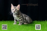 Cute Cat4