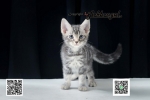 Cute Cat7