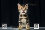 Cute Cat5