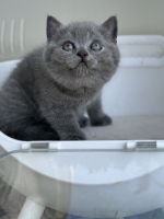 Cute Cat8