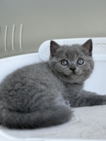 Cute Cat4