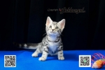 Cute Cat10