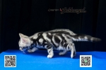 Cute Cat3