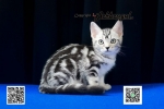 Cute Cat9