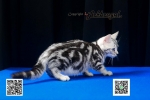 Cute Cat9