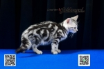 Cute Cat9