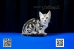 Cute Cat9