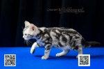 Cute Cat9
