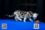Cute Cat9