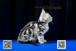 Cute Cat8