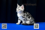 Cute Cat8