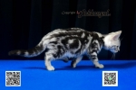 Cute Cat8