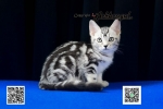 Cute Cat8