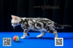 Cute Cat5