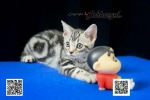 Cute Cat6
