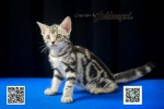 Cute Cat6