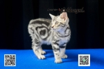 Cute Cat6