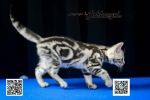 Cute Cat6