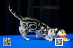 Cute Cat6