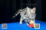 Cute Cat6