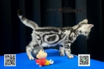 Cute Cat6
