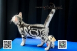 Cute Cat6