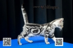 Cute Cat6