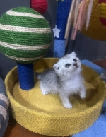 Cute Cat4
