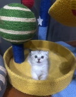 Cute Cat4