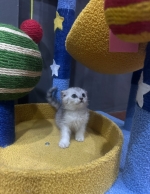 Cute Cat4