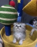 Cute Cat3