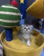 Cute Cat3