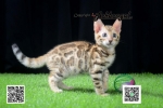 Cute Cat10