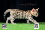 Cute Cat10
