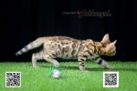 Cute Cat10