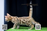 Cute Cat10