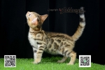 Cute Cat10