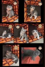 Cute Cat9