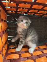 Cute Cat9