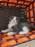 Cute Cat9