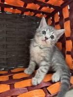 Cute Cat9