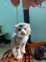 Cute Cat9