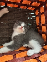 Cute Cat9