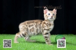 Cute Cat8