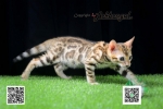 Cute Cat8