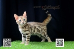 Cute Cat8
