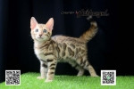 Cute Cat8