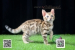 Cute Cat8