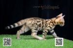 Cute Cat8