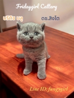 Cute Cat7